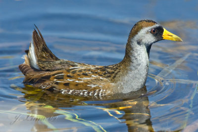 Sora Rail