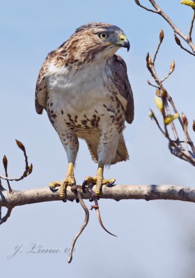 Juvenile Red-tailed Hawk With Snake