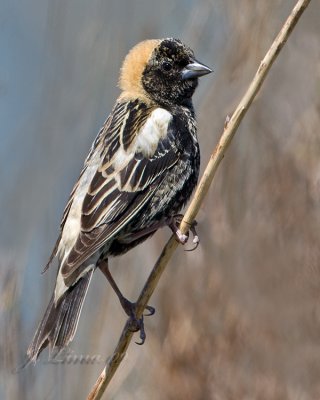 Bobolink Male