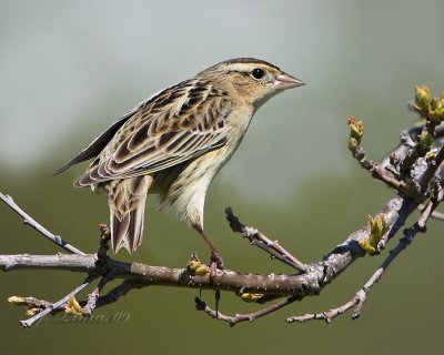 Bobolink Female