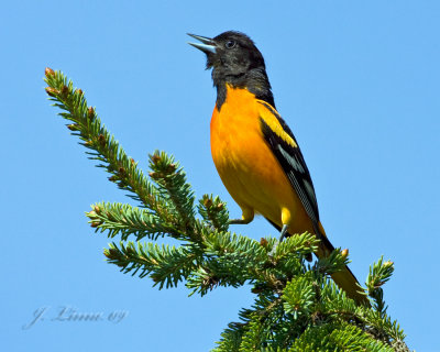 Baltimore Oriole