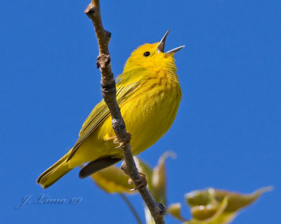 Yellow Warbler