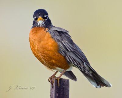 American Robin