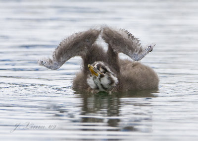 Three Week Old Red-necked Grebe Chick