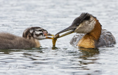 Red-necked Grebe Parent Feeding Chick