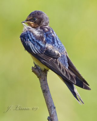 Barn Swallow Fledgling Preening