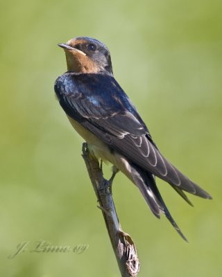 Barn Swallow  Posing