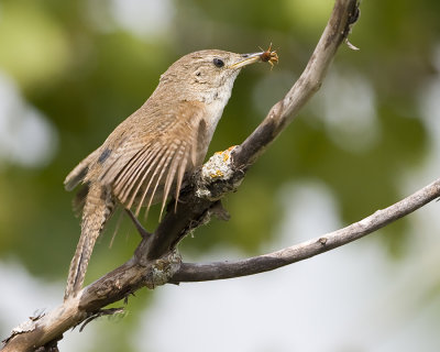 House Wren With Spider