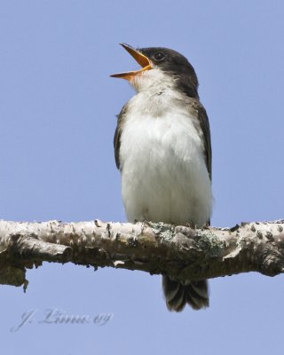 Eastern Kingbird Fledgling