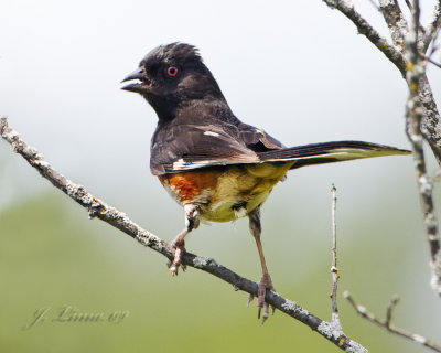 Eastern Towhee