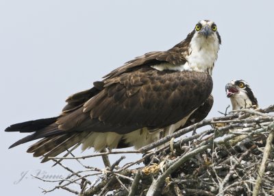 Osprey Parent and Baby