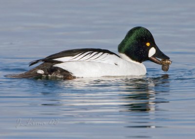 Goldeneye Male