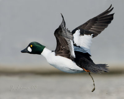 Goldeneye Male in Flight