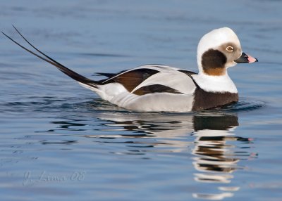 Long Tail Male