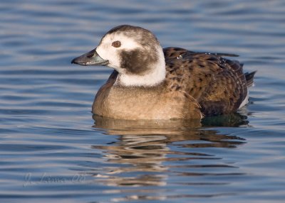 Long Tail Female