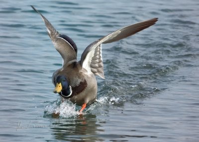 Mallard Male Landing