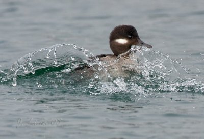 Bufflehead Female