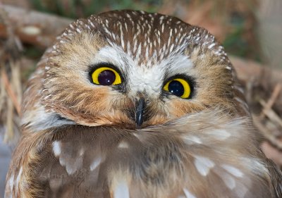 Saw-whet Owl