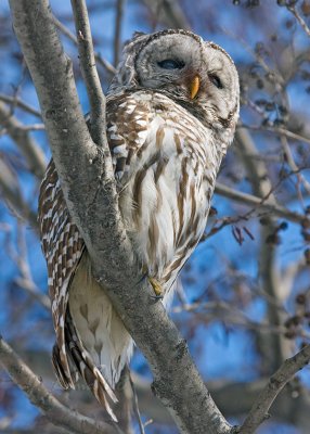 Barred Owl