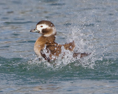 Long Tail Splashing