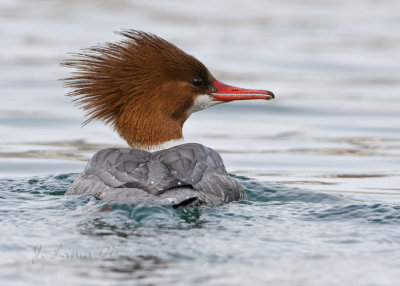 Common Merganser Female