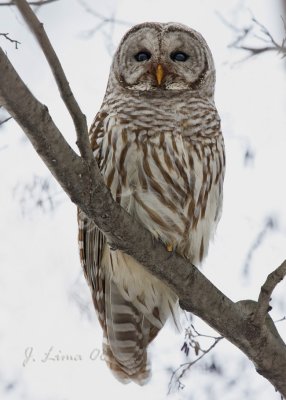 Barred Owl