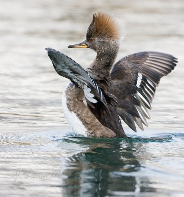 Hooded Merganser Female