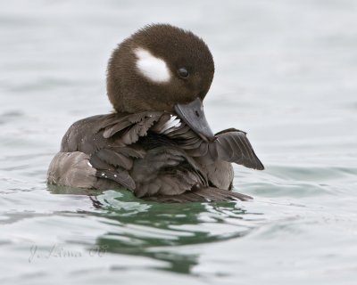 Bufflehead Female