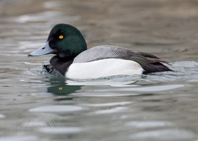 Greater Scaup Male