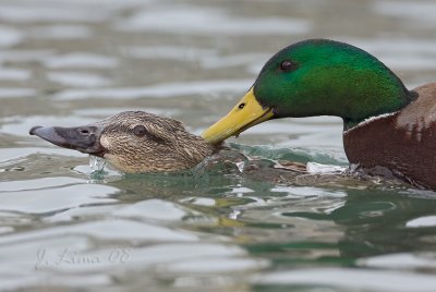 Mallard Pair Courting