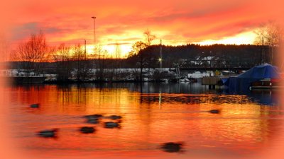 Winter-Sunset  River Tista - Swimming Ducks