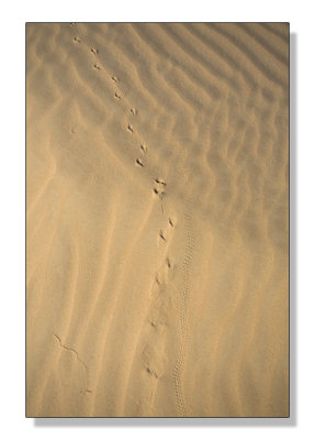 Sand Tracks.jpg