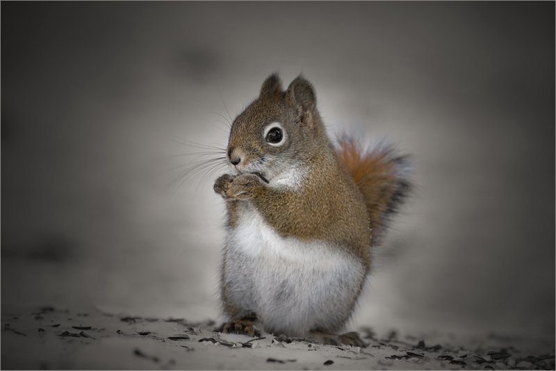 Red Squirrel Nibble