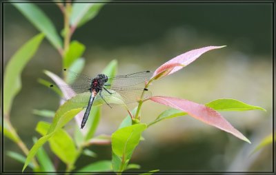 Dragonfly