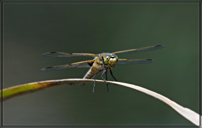 Dragonfly