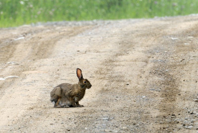 Snowshoe Hare