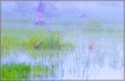 Pastel Bog