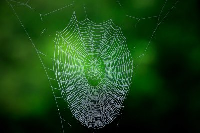 Spider Web