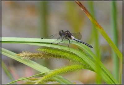 Dragonfly