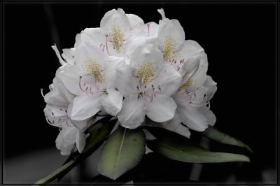 Rhododendron