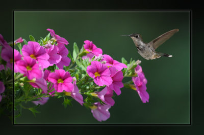 Immature Ruby-throated Hummingbird