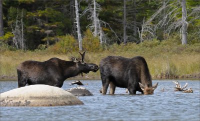 Moose 2009