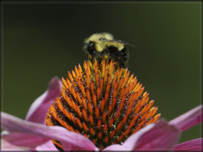 Busy Bumble bee