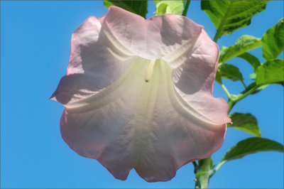 Angel Trumpet Bush