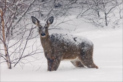 Deep in Snow