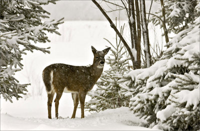 Fresh Snow