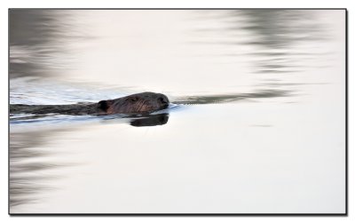 Beaver Swim