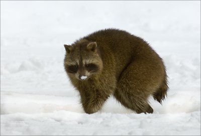 Raccoon