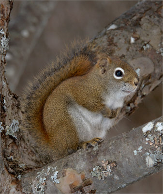 Red Squirrel in Larch Tree
