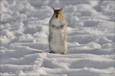 Red Squirrel Standing